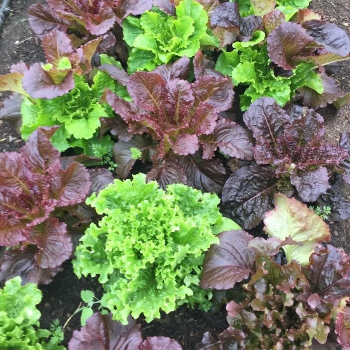 Red and green lettuce heads growing in the field