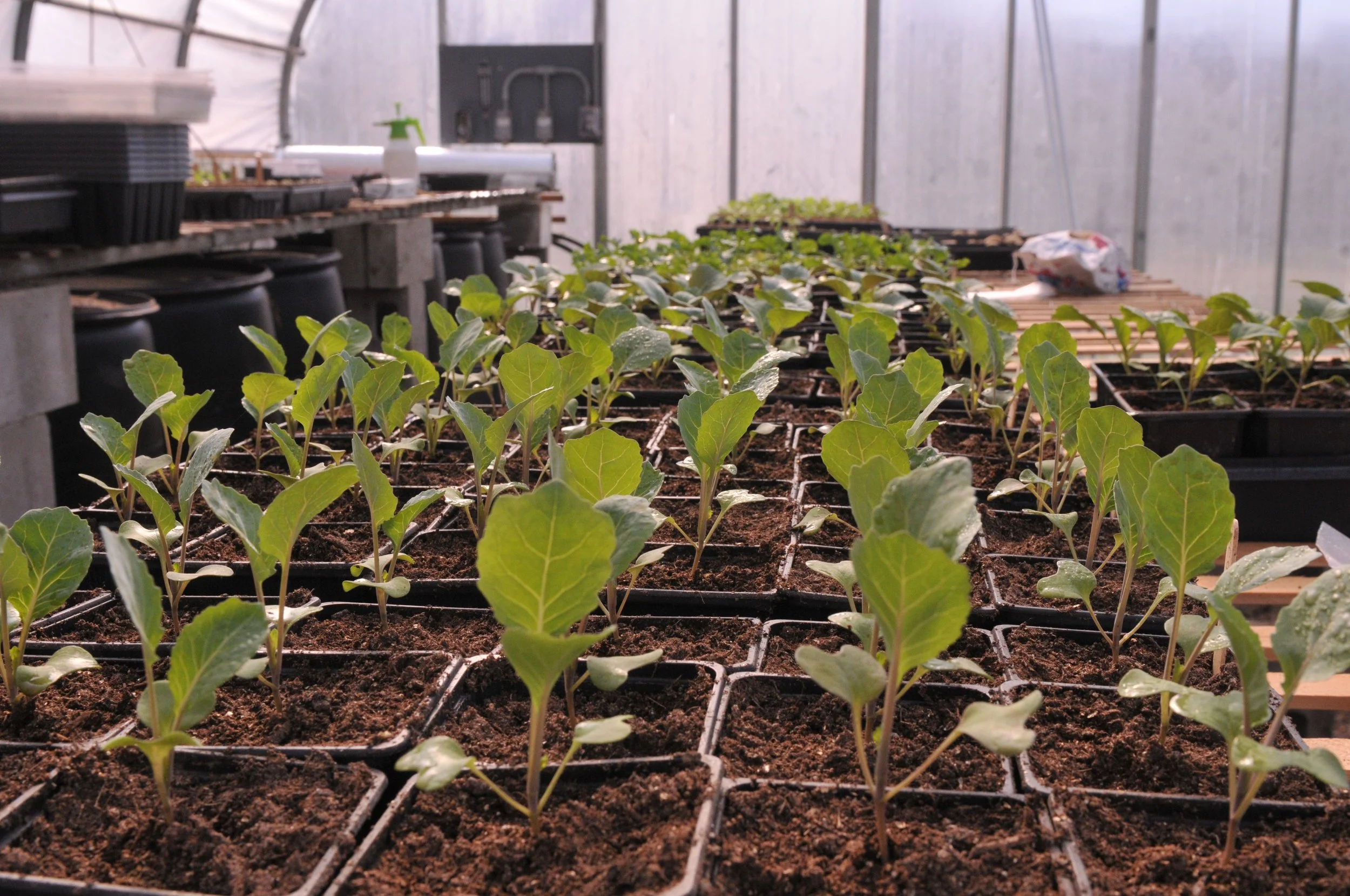 Rows of young seedlings in a greenhouse bed