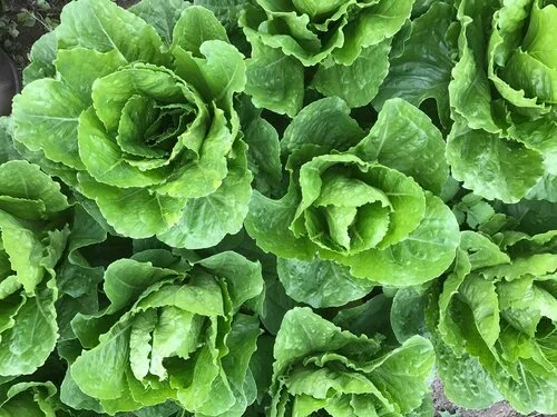 Heads of romaine lettuce growing in the field at Red Shirt Farm