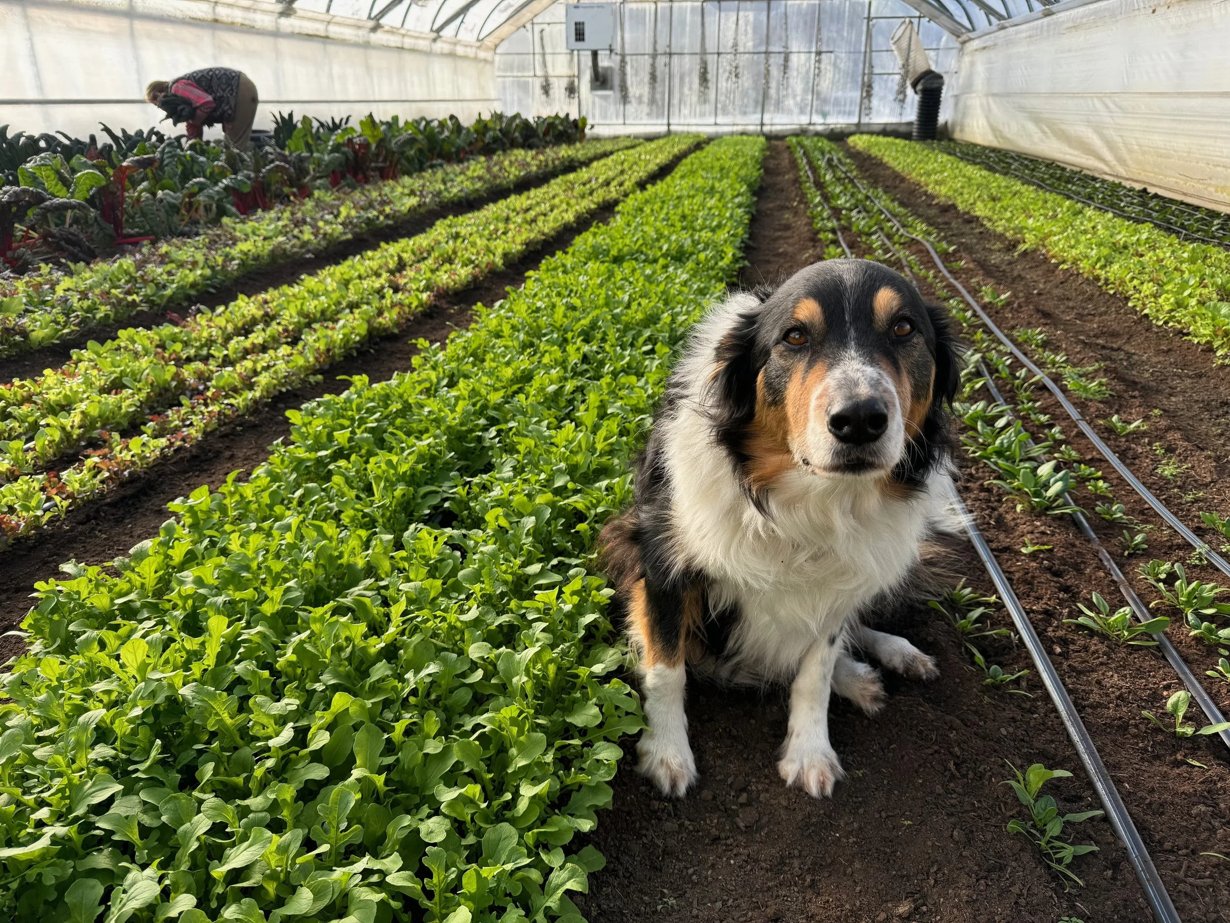 Rows of winter salad greens in a greenhouse, with a farm dog sitting in the path