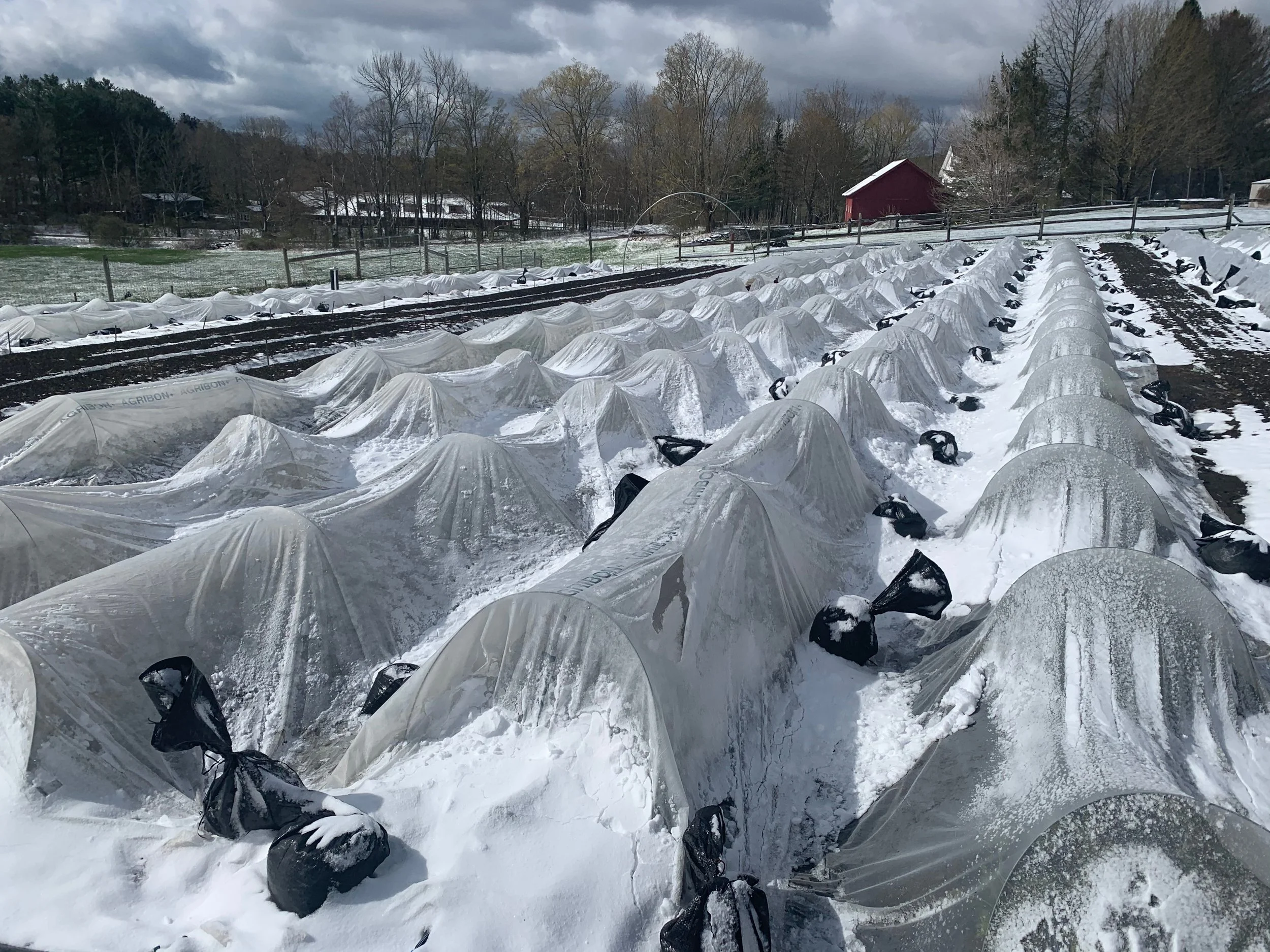 Rows of white row cover over winter crops with snow on the ground and the red barn behind