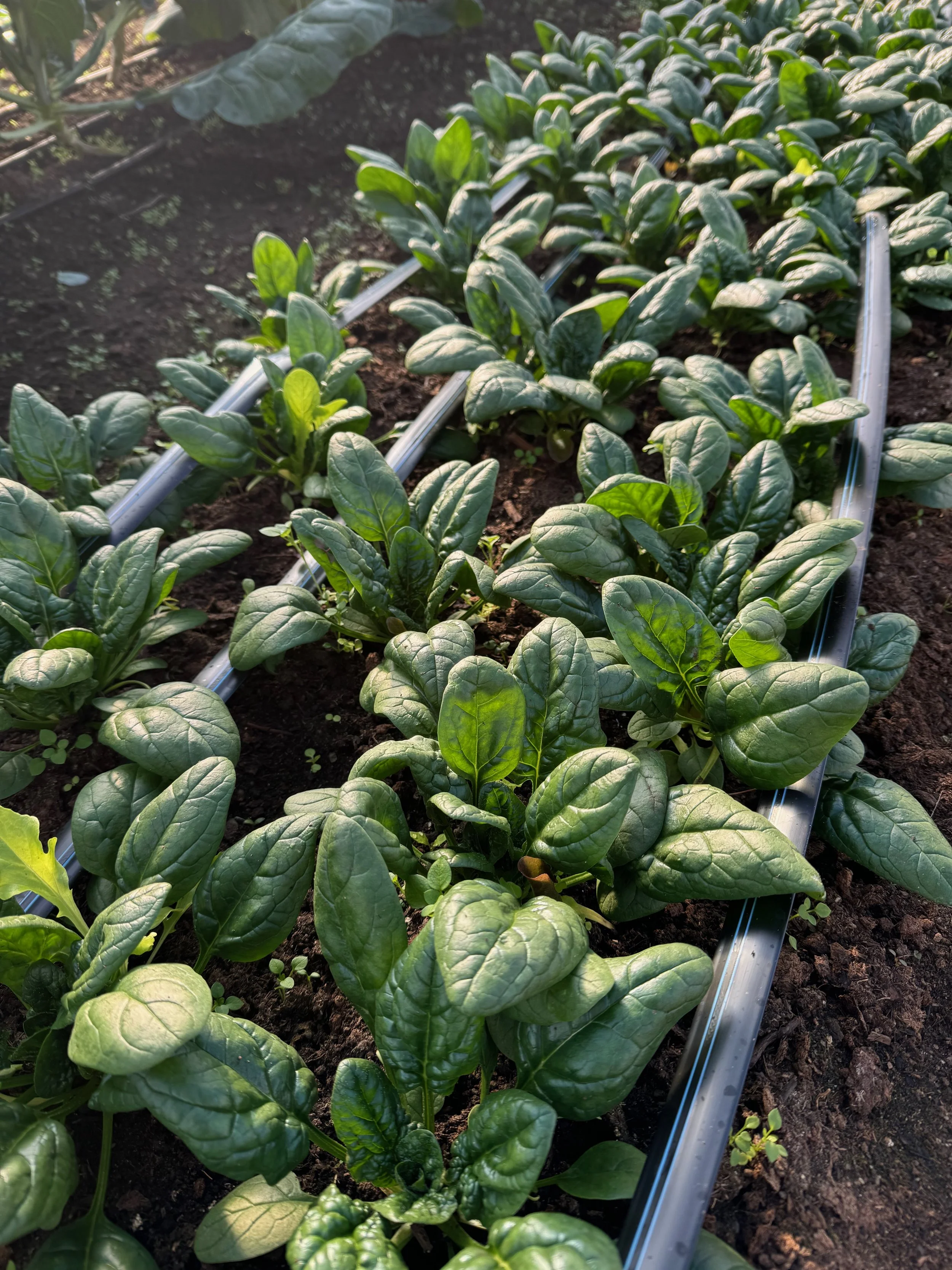 Spinach plants growing in a greenhouse bed beside a drip line