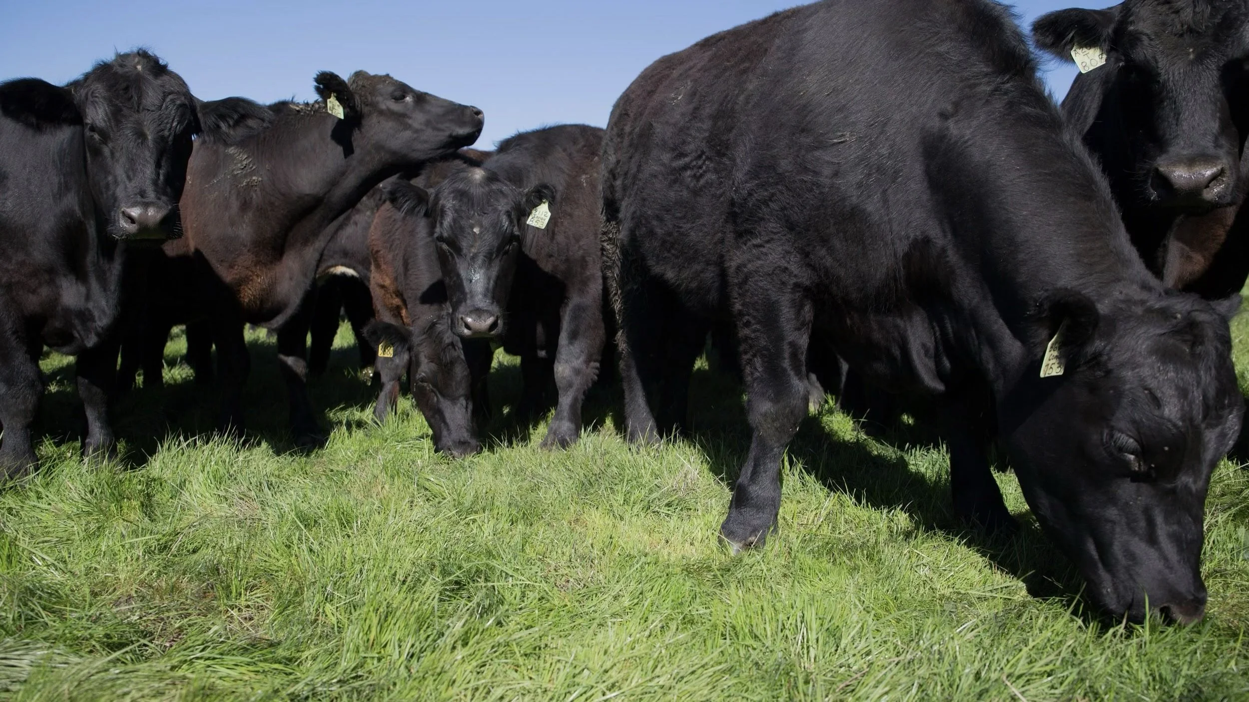 Black cattle grazing on pasture