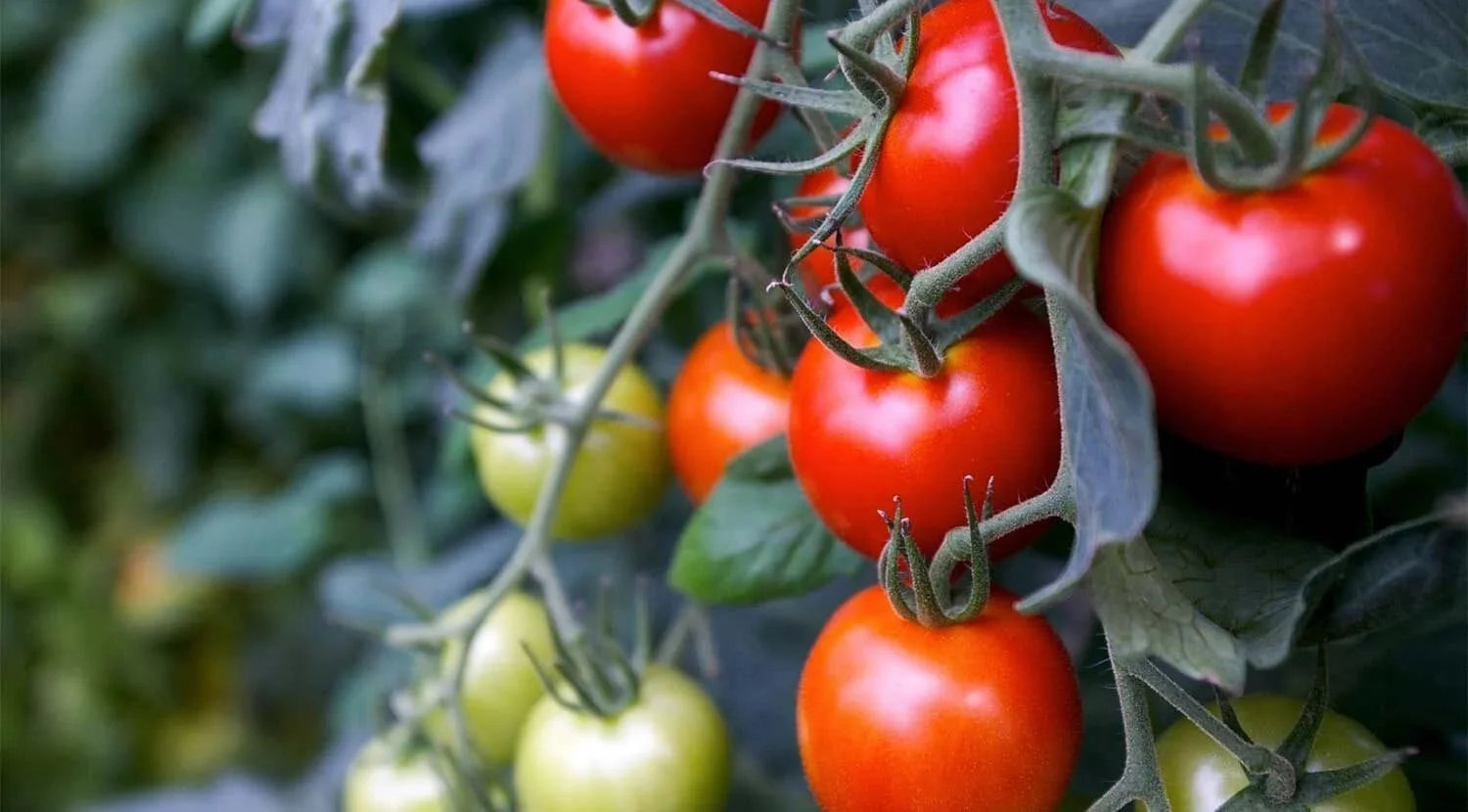 Cherry Tomatoes Closeup.jpg