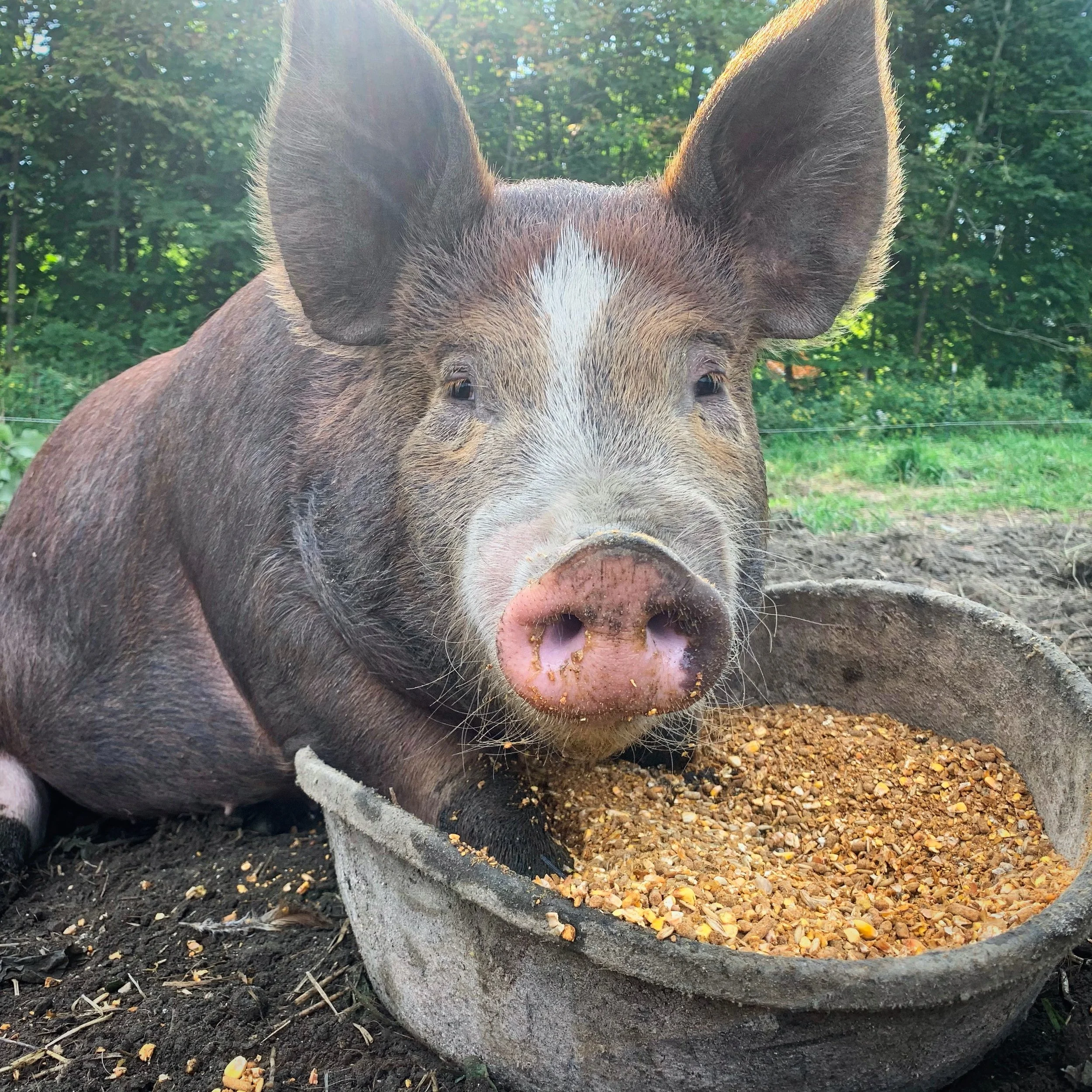 A pig with its ears up beside a tub of feed