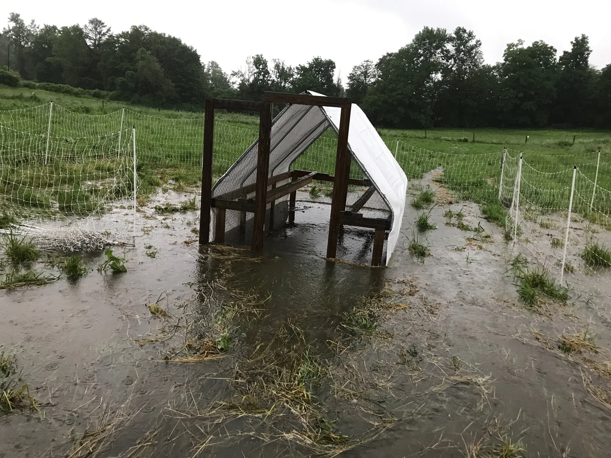 A portable chicken shelter standing in several inches of floodwater on a green pasture