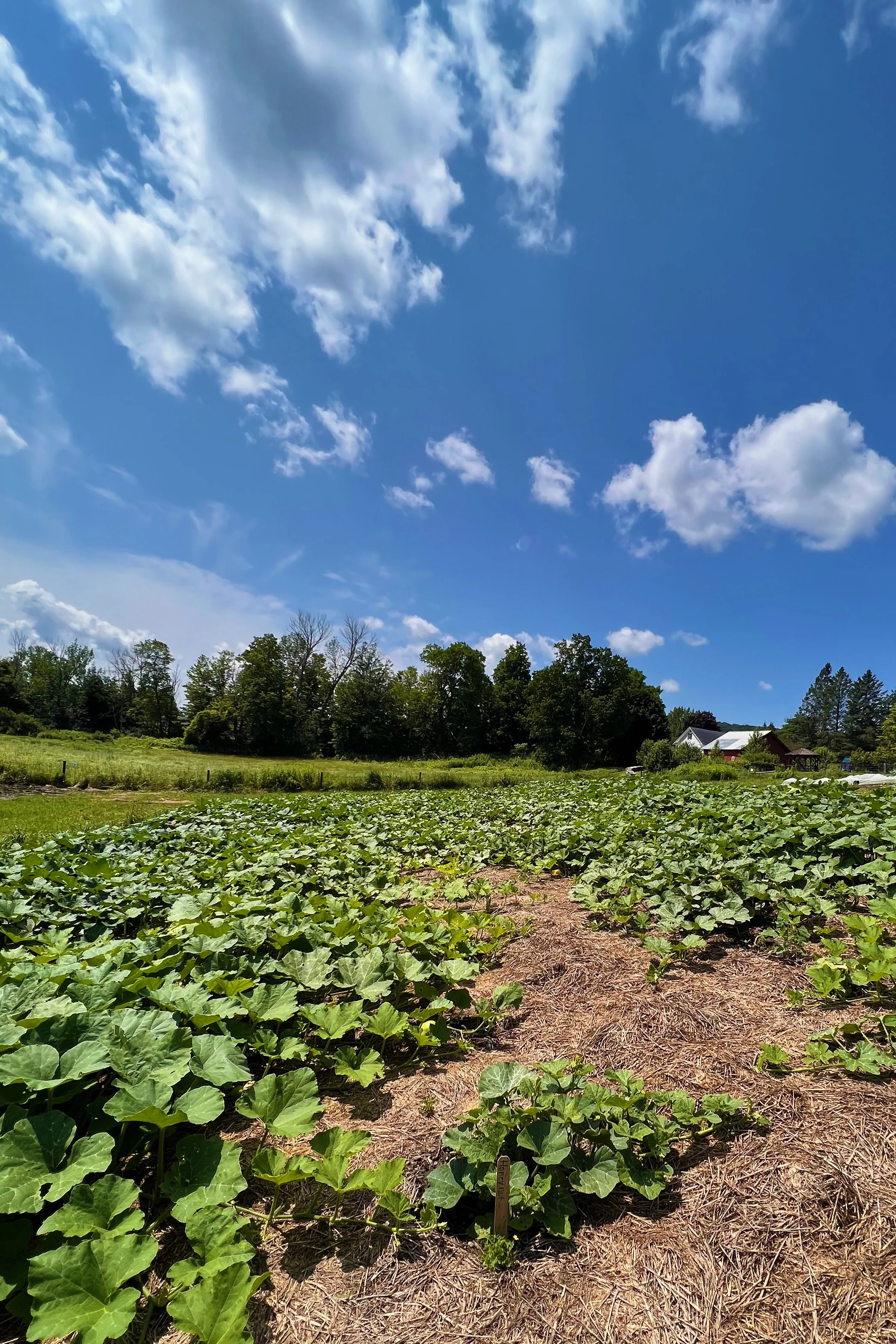 Squash bed with mulched paths and healthy vines under a blue sky at Red Shirt Farm in Lanesborough, MA