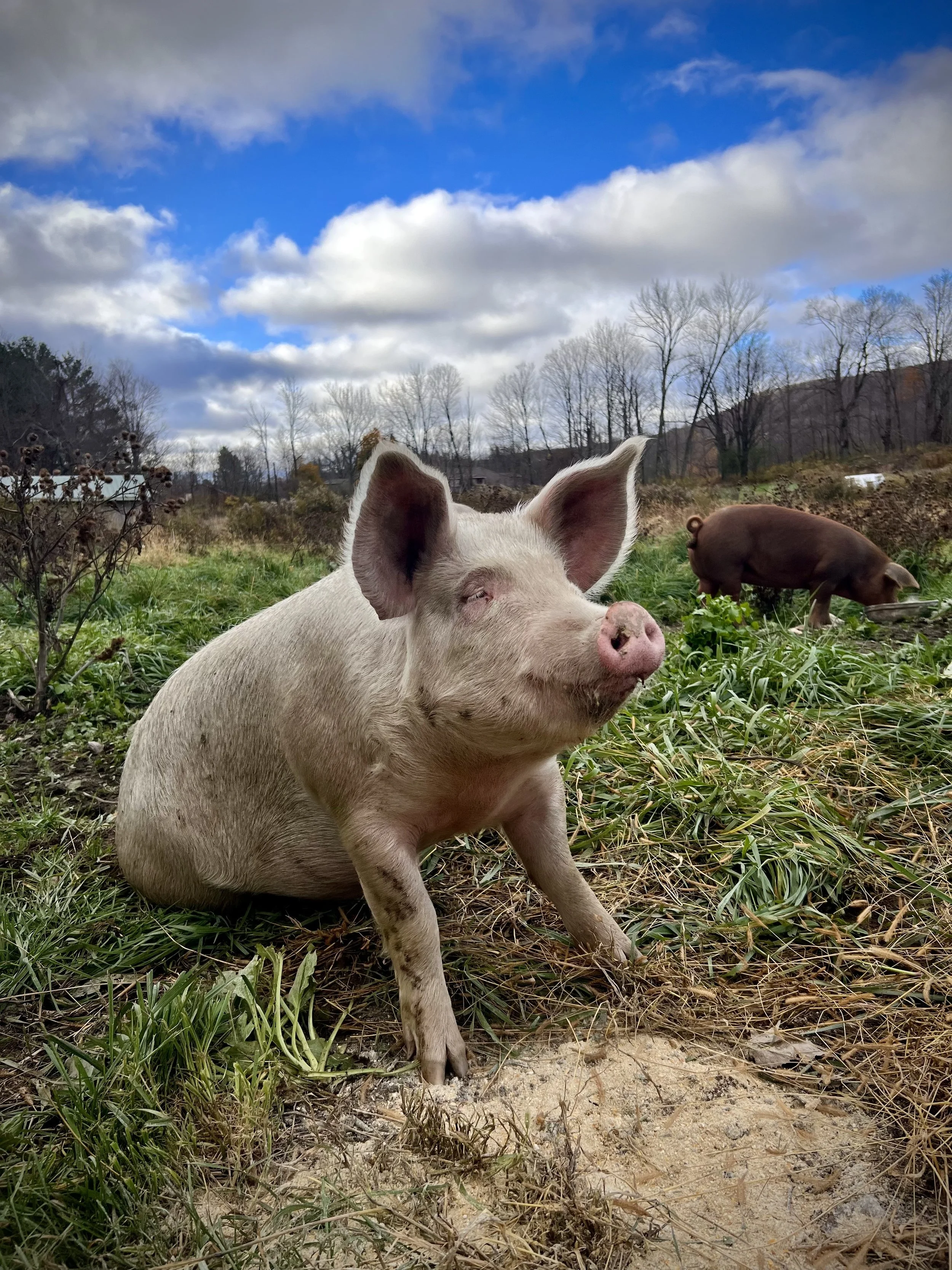 A pig sitting in tall grass on pasture