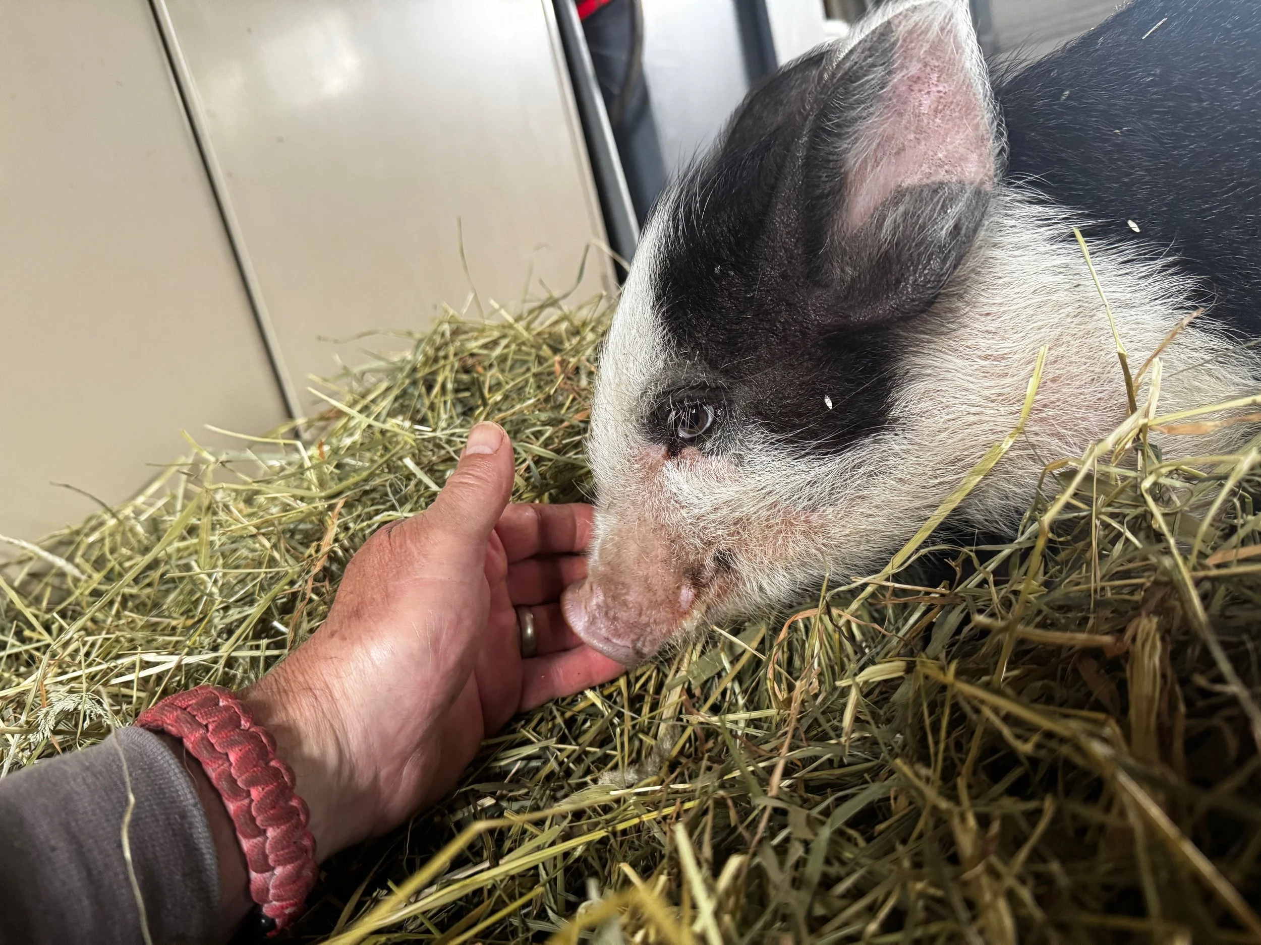 A hand scratching the snout of a black-and-white piglet lying in hay