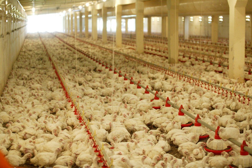 Broiler chickens packed inside a confinement house