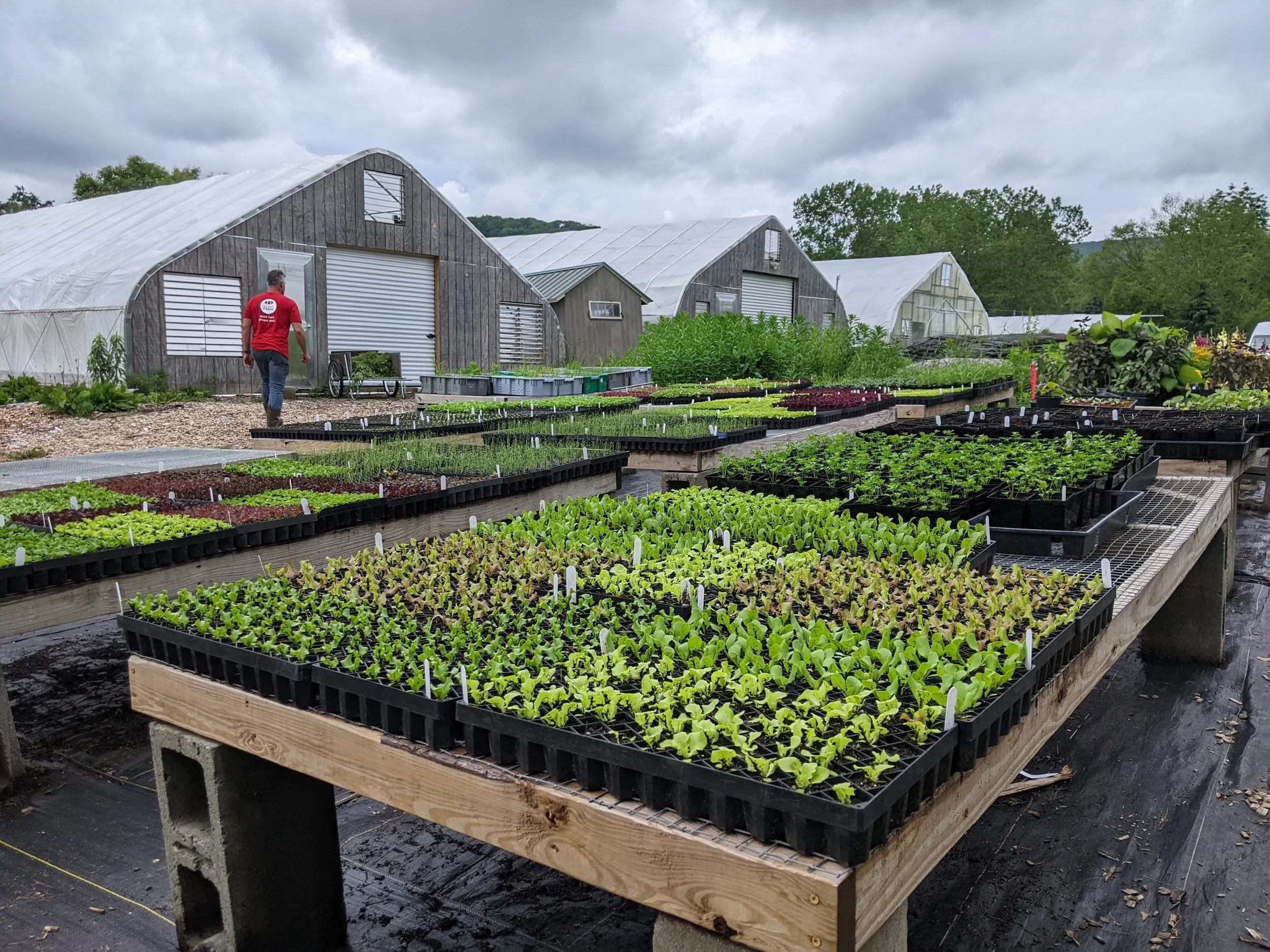 Vegetable seedling starts growing in outdoor tables at Red Shirt Farm in Lanesborough, MA, with the greenhouse barn visible in the background