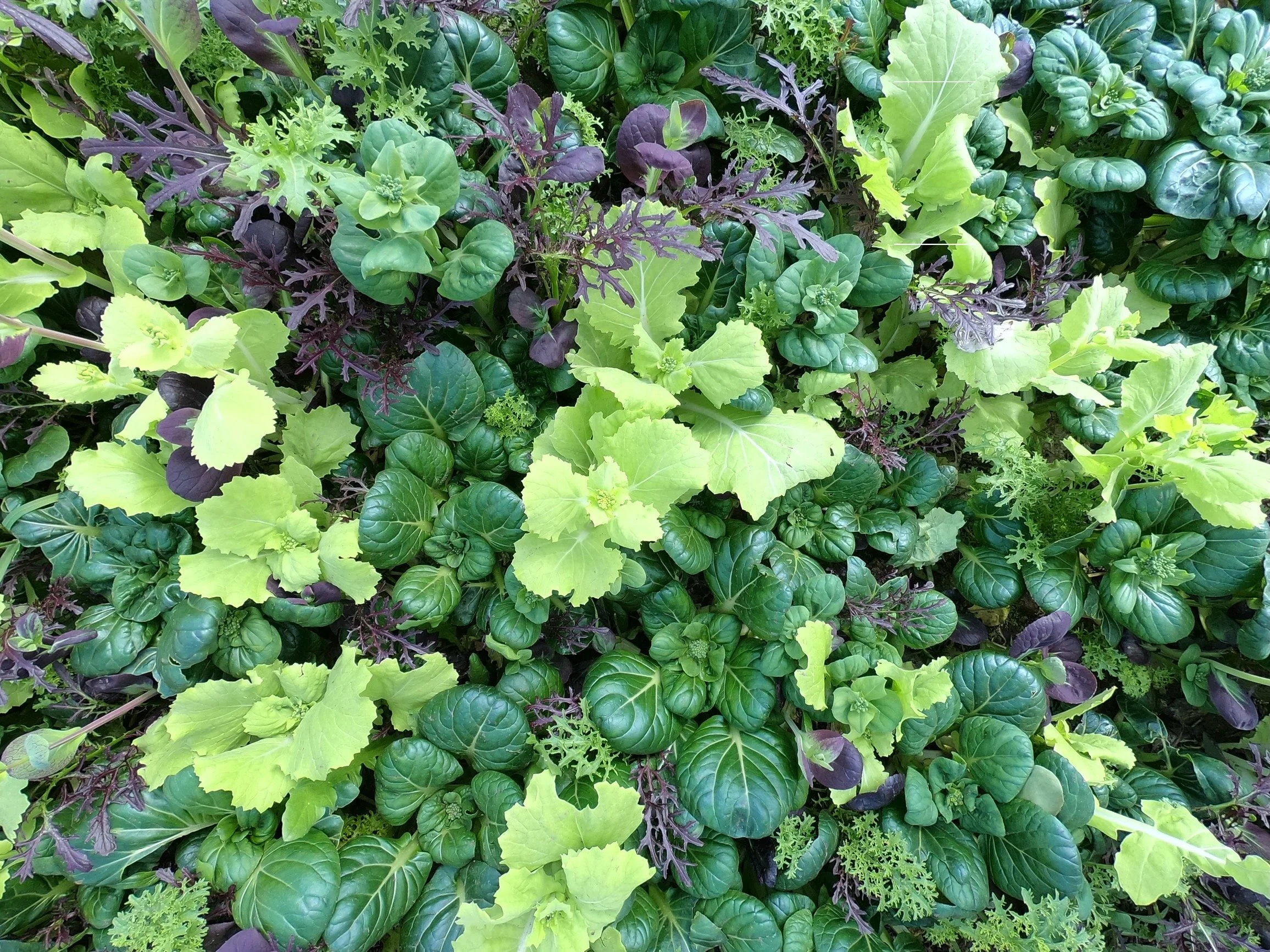 Overhead view of winter greenhouse greens: tatsoi, mizuna, red mustard and Asian greens at Red Shirt Farm in Lanesborough, MA