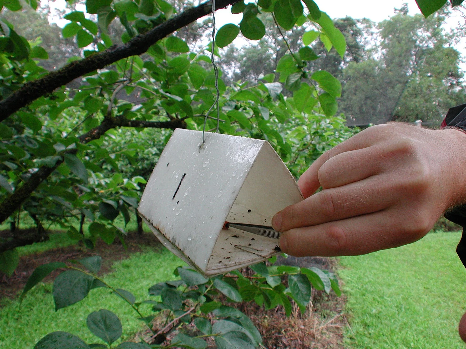 A hand adjusting a white pheromone trap hanging in a peach tree
