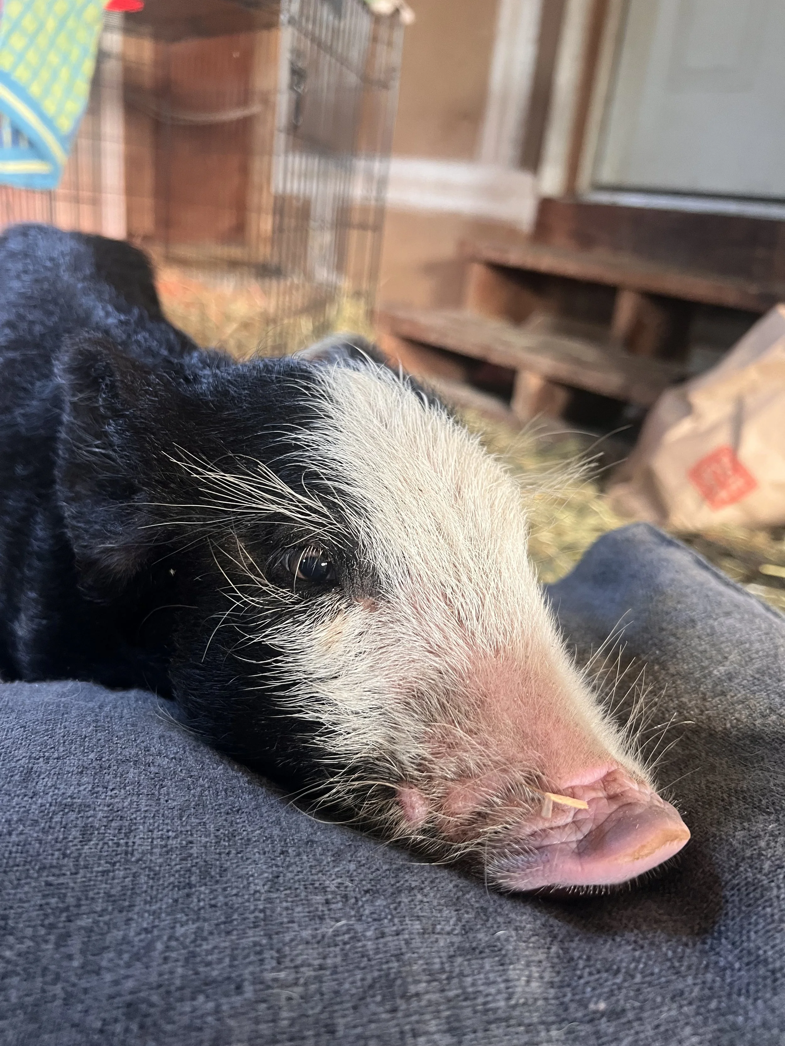 Freddy, a black-and-white piglet, resting his head on a lap