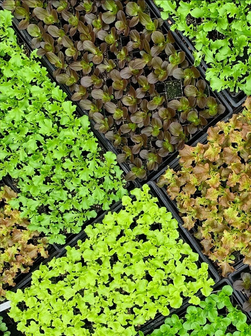 Lettuce seedlings growing in propagation trays