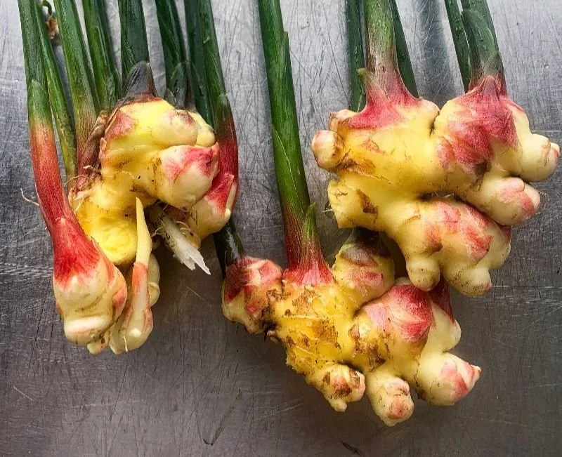 Bunches of fresh young ginger with pink tips and green stalks on a steel table