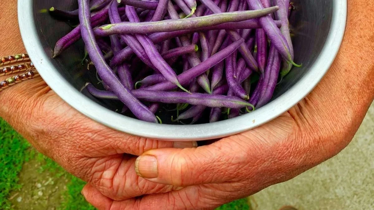 Farmer's hands holding a bowl of freshly harvested purple beans at Red Shirt Farm, Lanesborough, MA