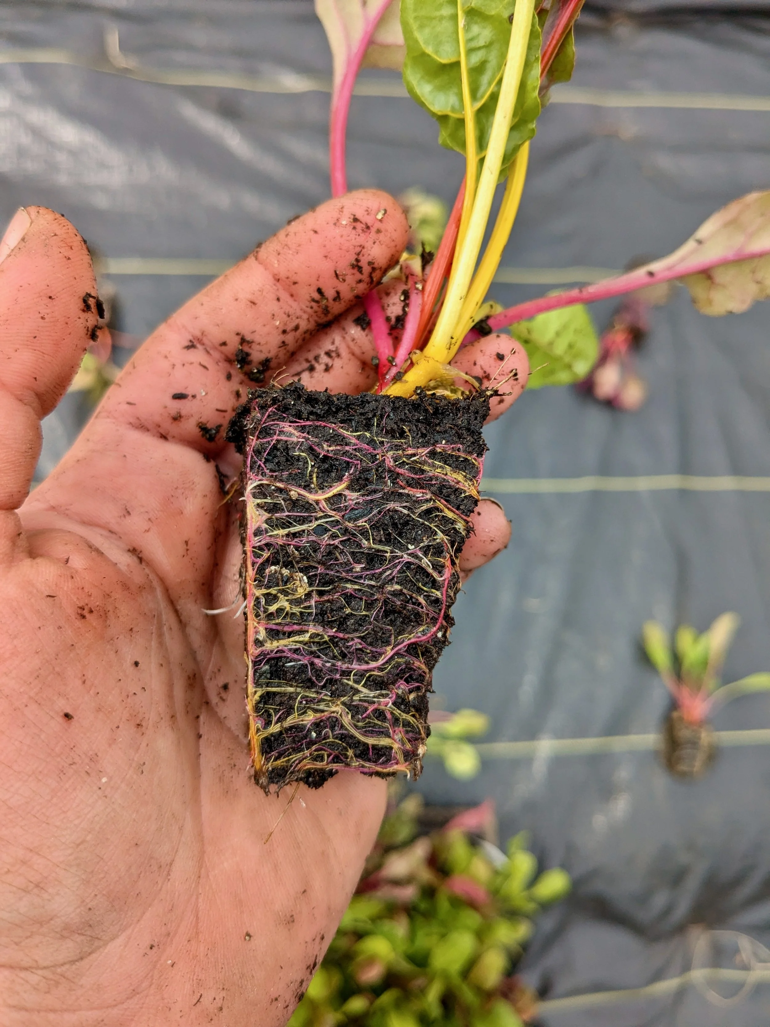 A Swiss chard plant with its full root ball visible, showing the healthy root system of starts grown at Red Shirt Farm for the plant sale