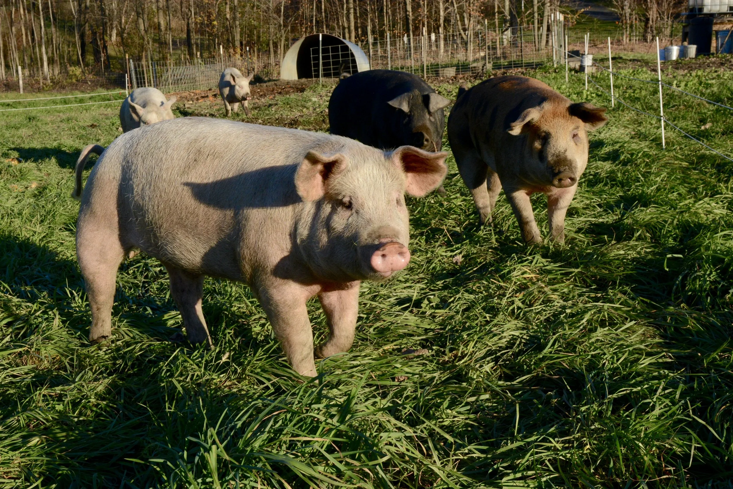 Three pigs on green pasture, with the pig hut in the background