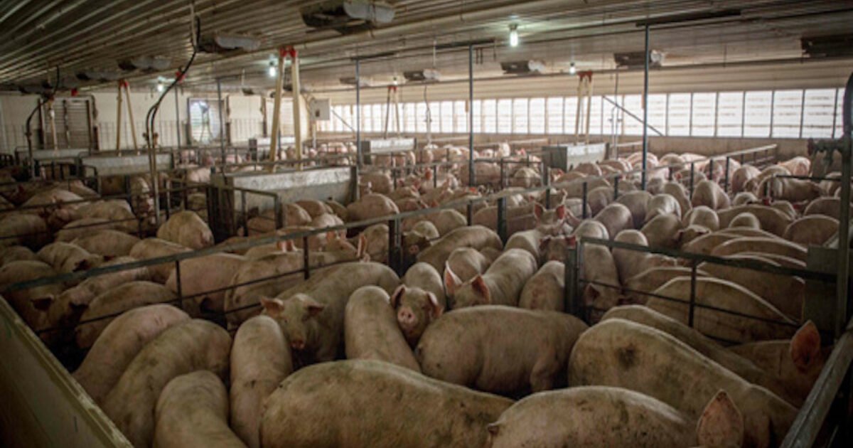 Hogs in a confinement barn with rows of pens