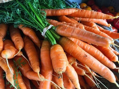 Bunches of freshly harvested carrots with tops at Red Shirt Farm Market