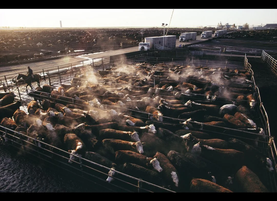 Crowded cattle feedlot with animals standing on bare dirt
