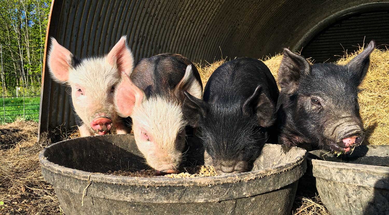 Piglets feeding at a trough at Red Shirt Farm, Lanesborough MA