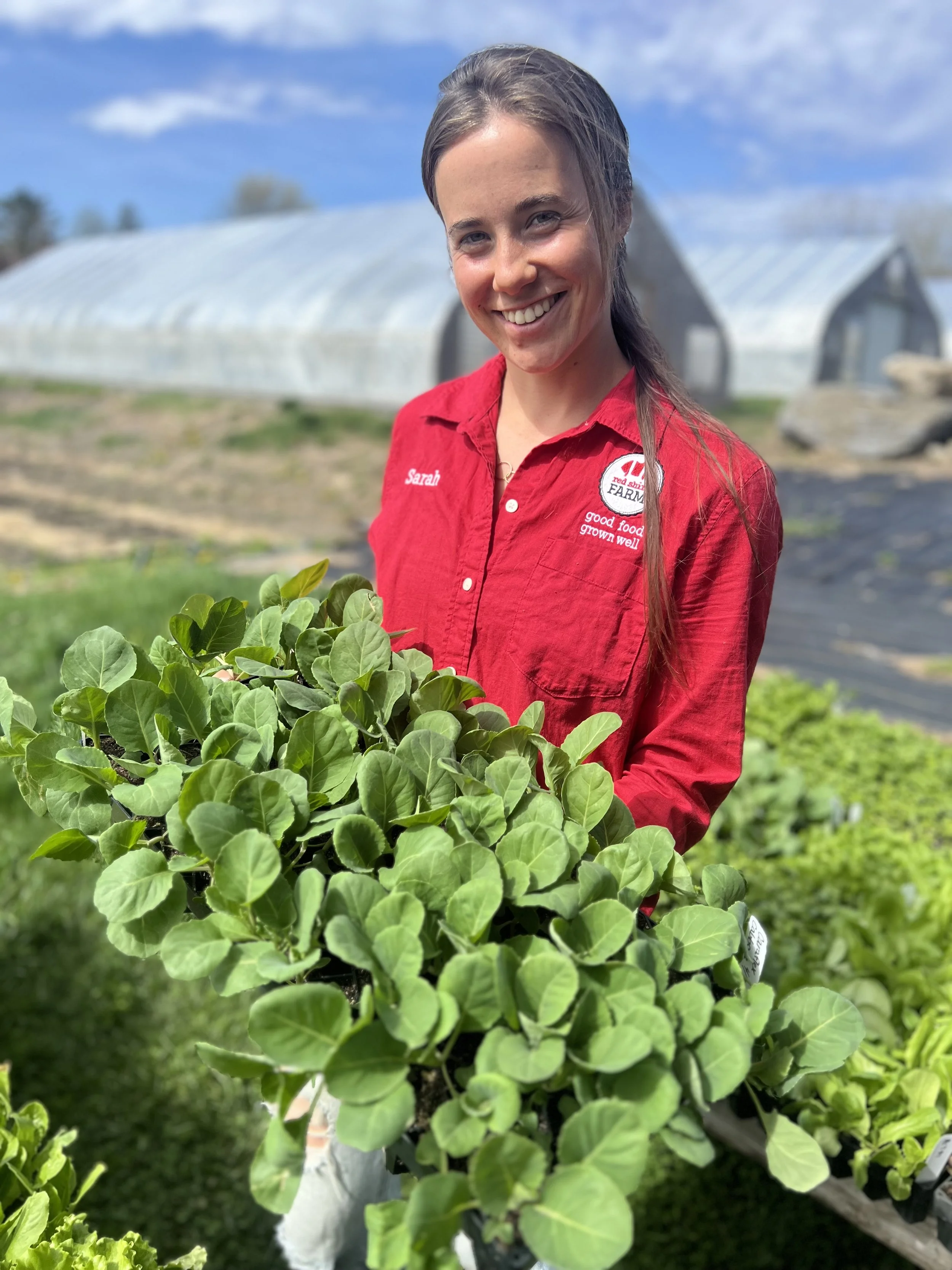 Sarah, a farmer at Red Shirt Farm, holding a flat of seedling starts ready for the spring plant sale in Lanesborough, MA