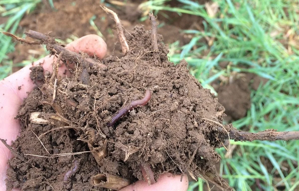 A handful of dark, crumbly soil with an earthworm and plant roots in it