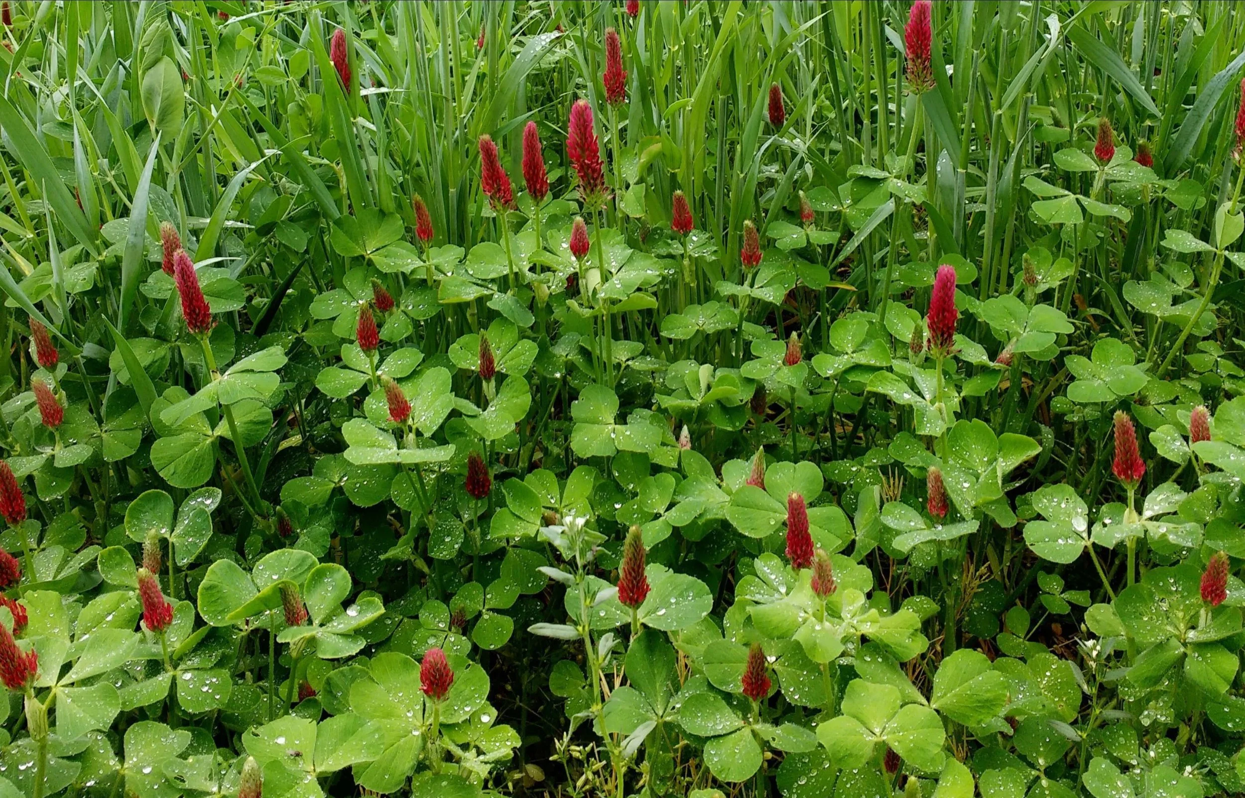 Crimson clover in bloom, growing as a cover crop between rows of grain