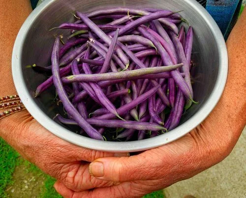 Hands holding a bowl of freshly harvested purple green beans at Red Shirt Farm