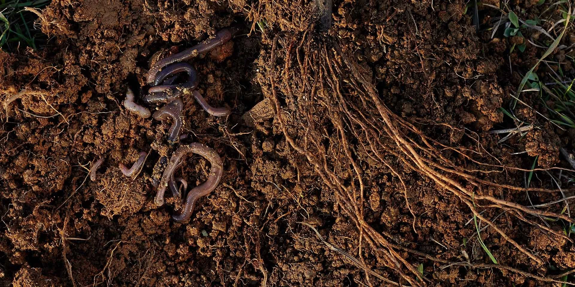 Dark soil with earthworms and a mass of fine roots