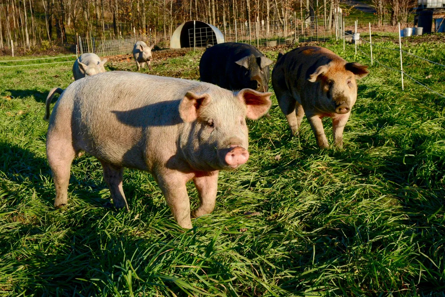 Pigs grazing on fall pasture near their hut
