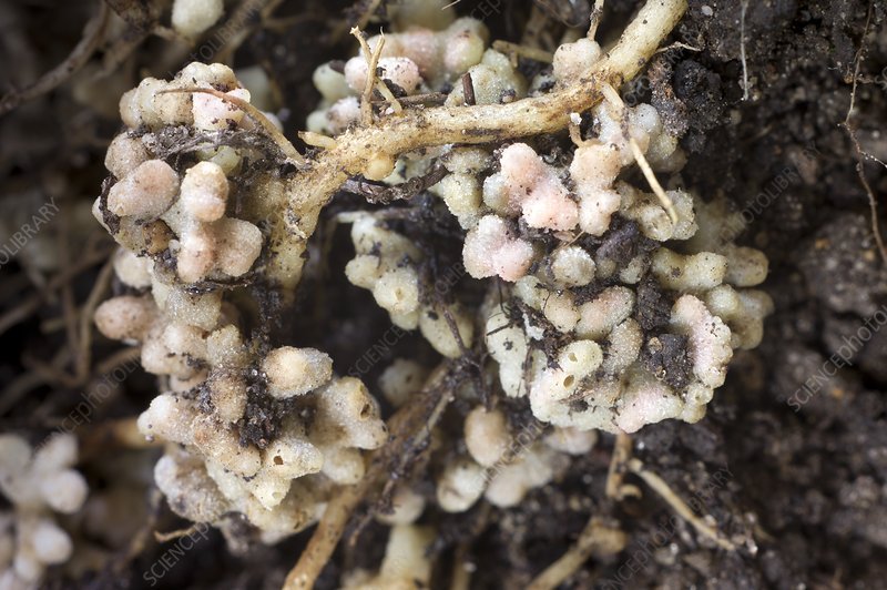 Clover roots with white nitrogen-fixing nodules in the soil