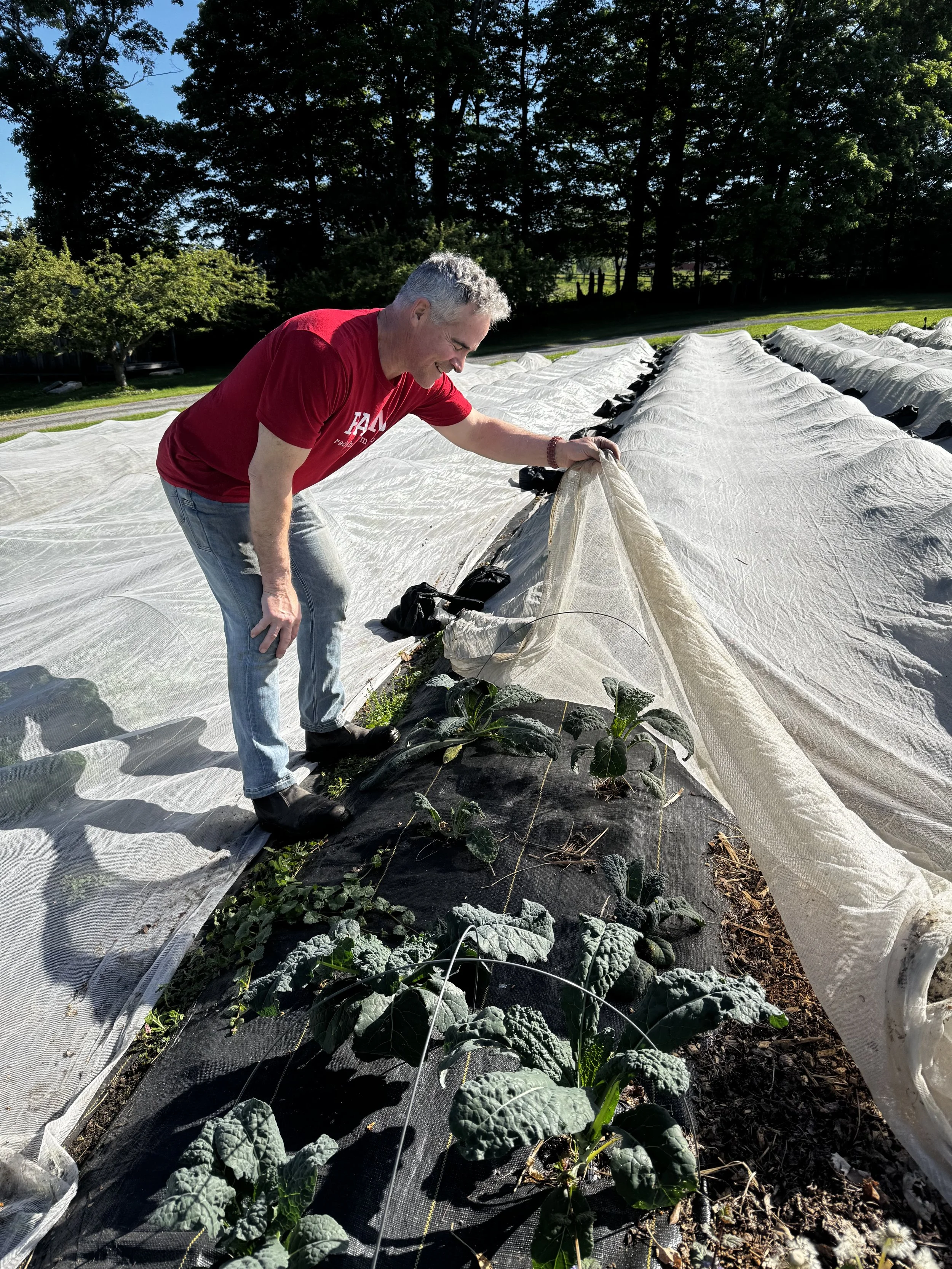 Jim lifting white row cover off a bed of kale
