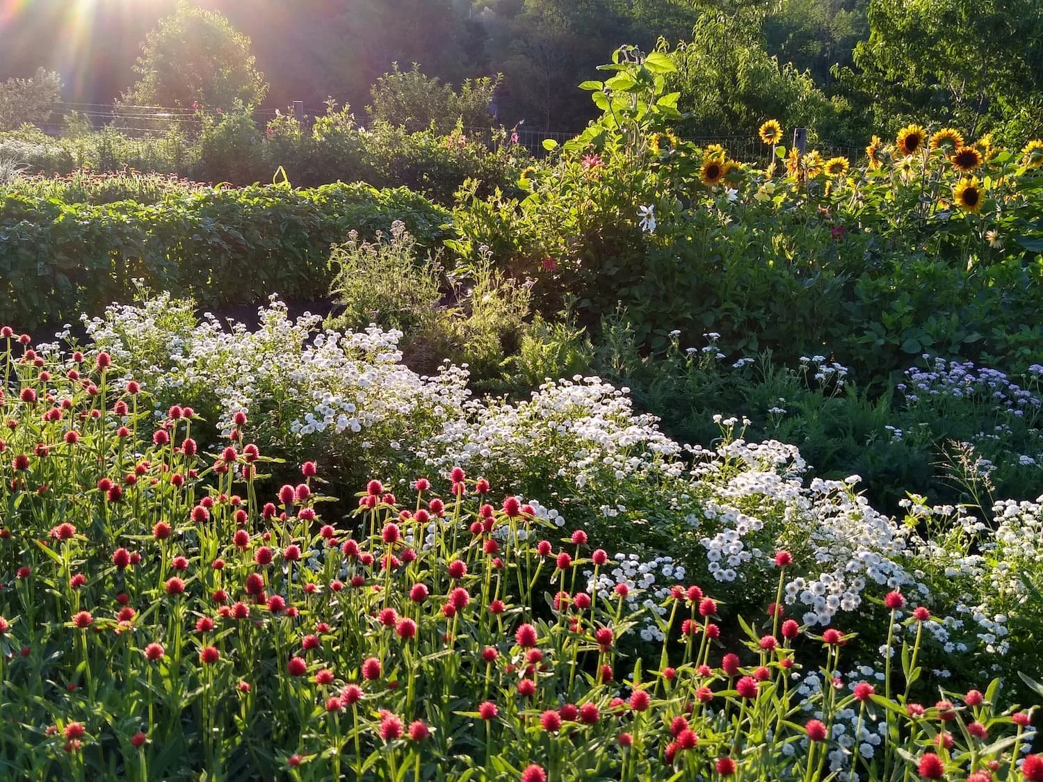 Flower and vegetable garden at Red Shirt Farm in Lanesborough MA with gomphrena sunflowers and mixed blooms in summer morning light