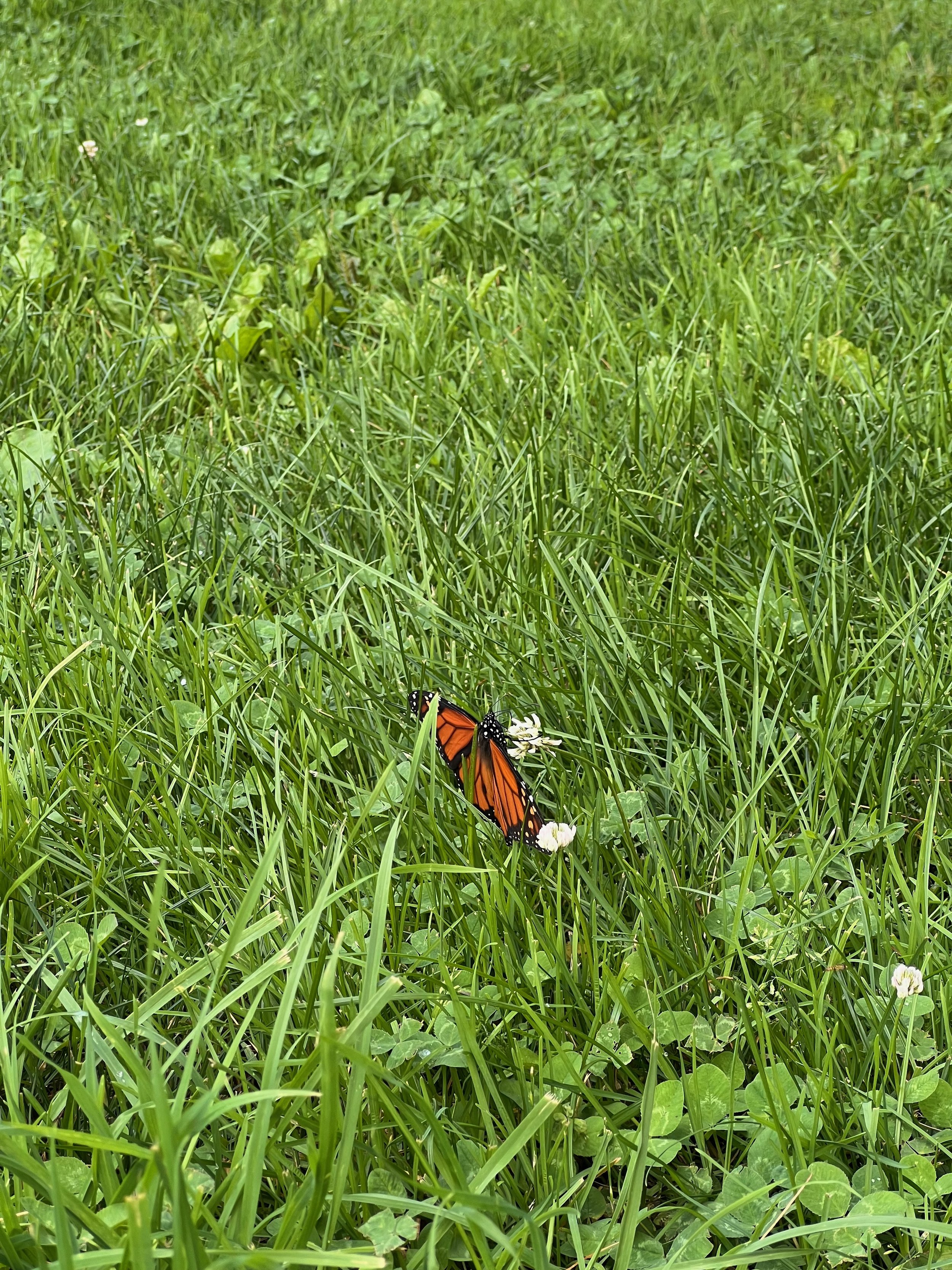 Monarch butterfly resting on clover