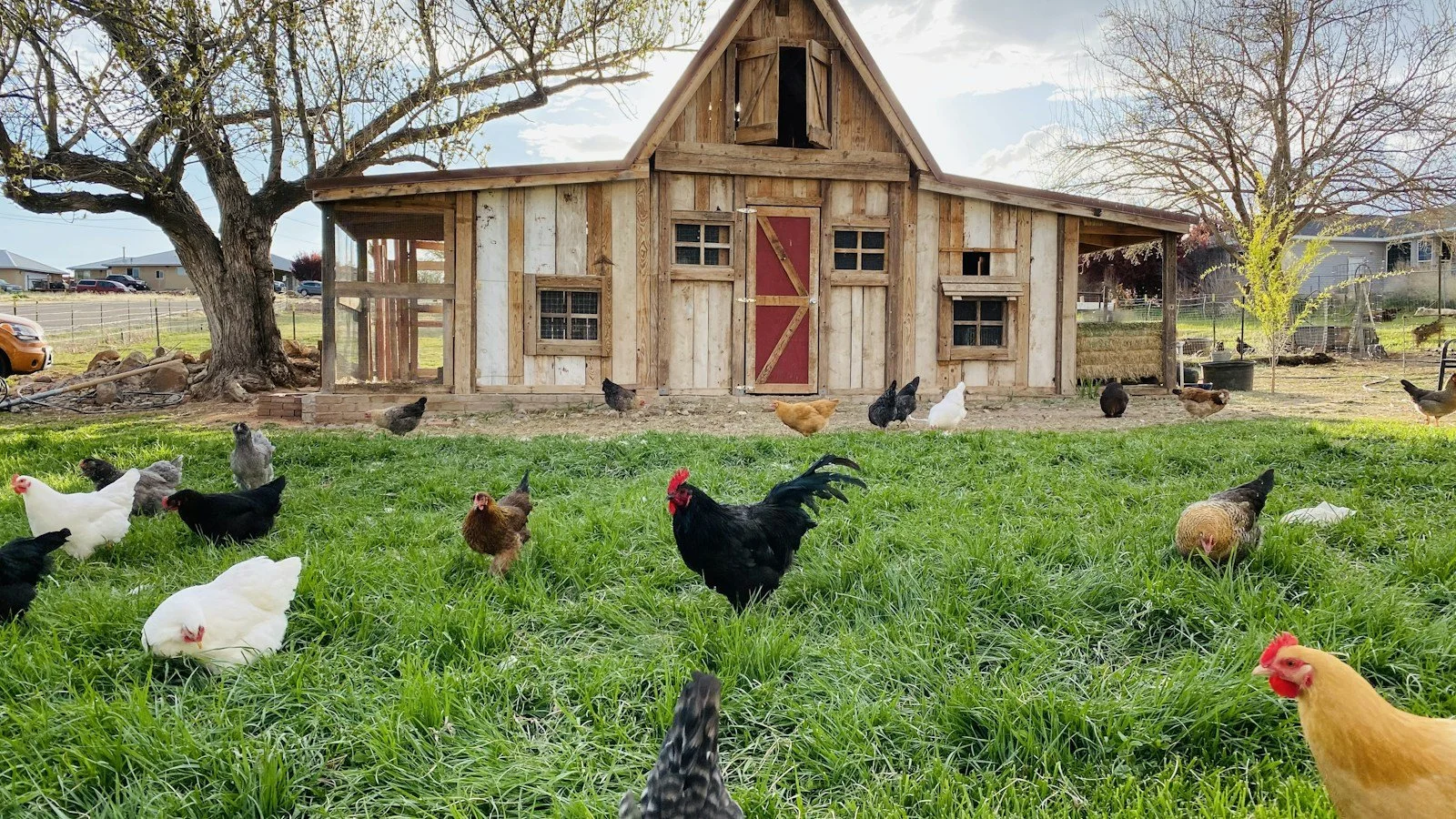 The Coop We Made