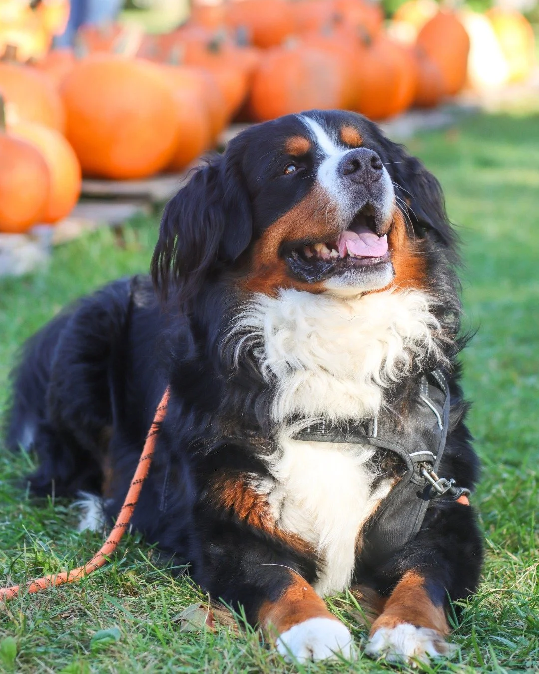 FRIDAY, October 31 = a SPOOK-tacular day for Halloween 👻 🎃 

Who's ready for a weekend full of spooky, pumpkin, and fall activities (oh! and lots of wind 💨) WE ARE 🙋🏼&zwj;♀️

What do you have planned for Halloween weekend? 👻 🤪