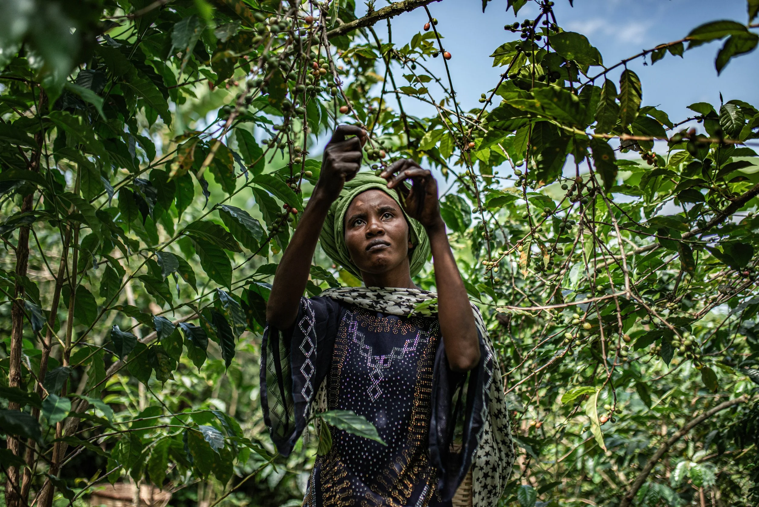 Picking ripe cherries at Majirane Cooperative