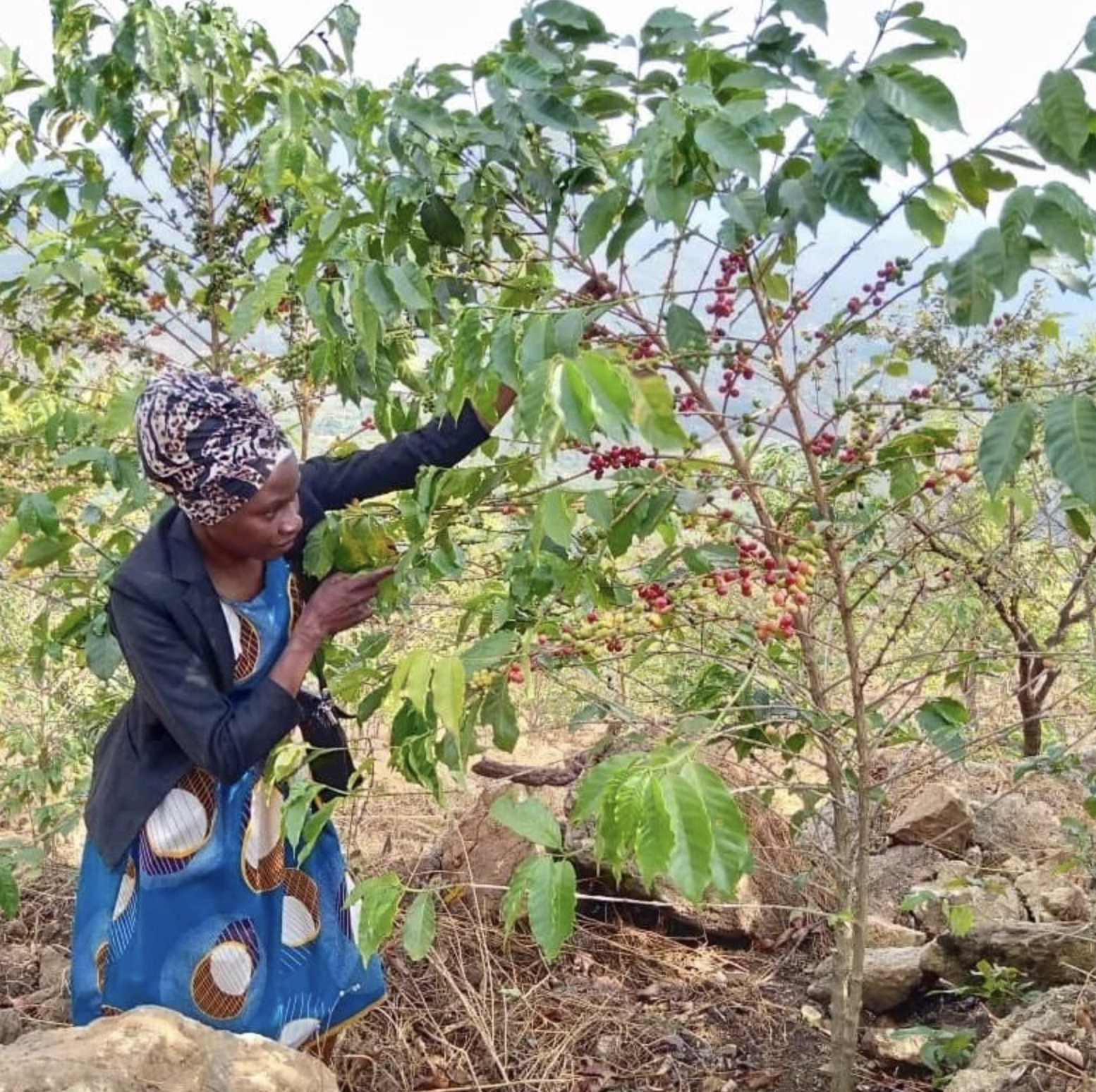 Screenshot 2026-03-26 at 2.48.20 pm.png