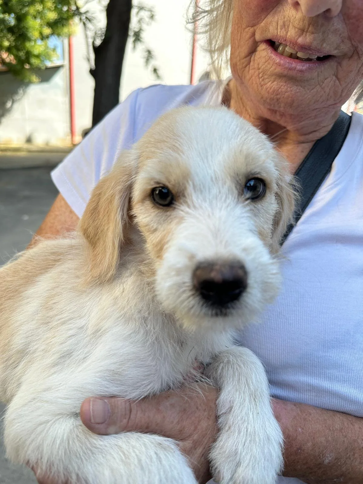 Daisy – Small to Medium Female Rescue Puppy for Adoption UK