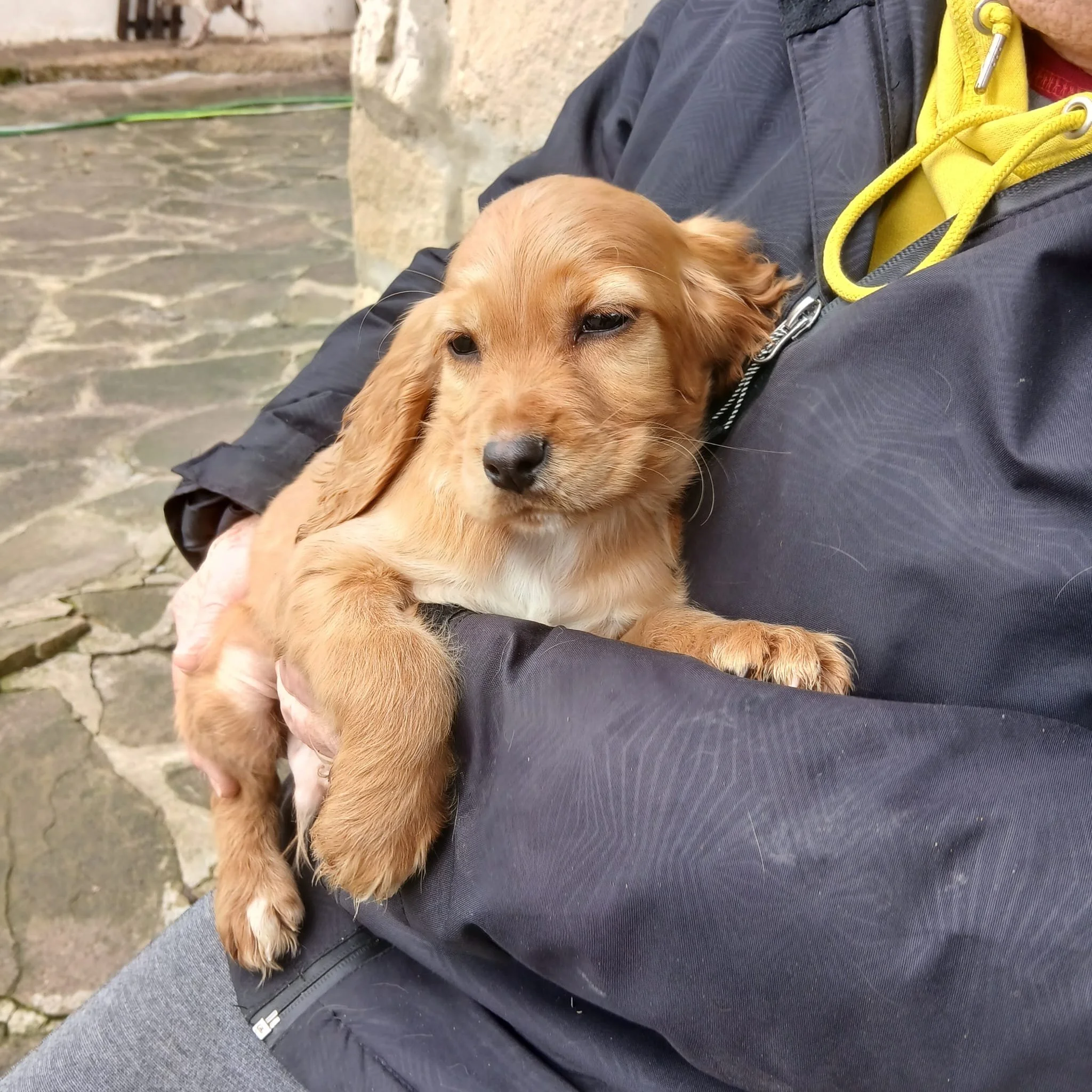rescue-puppy