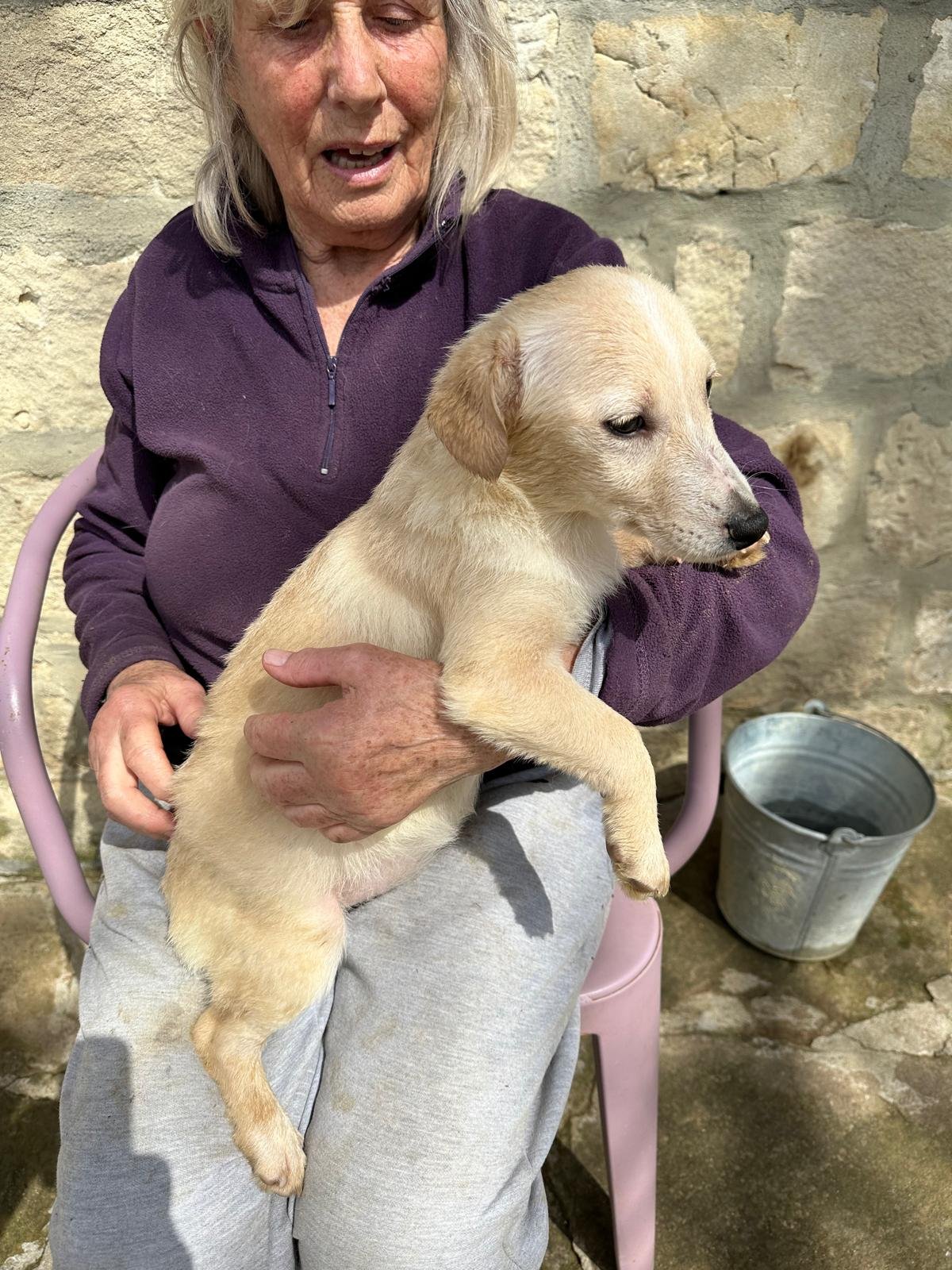 Adopt-a-labrador-puppy