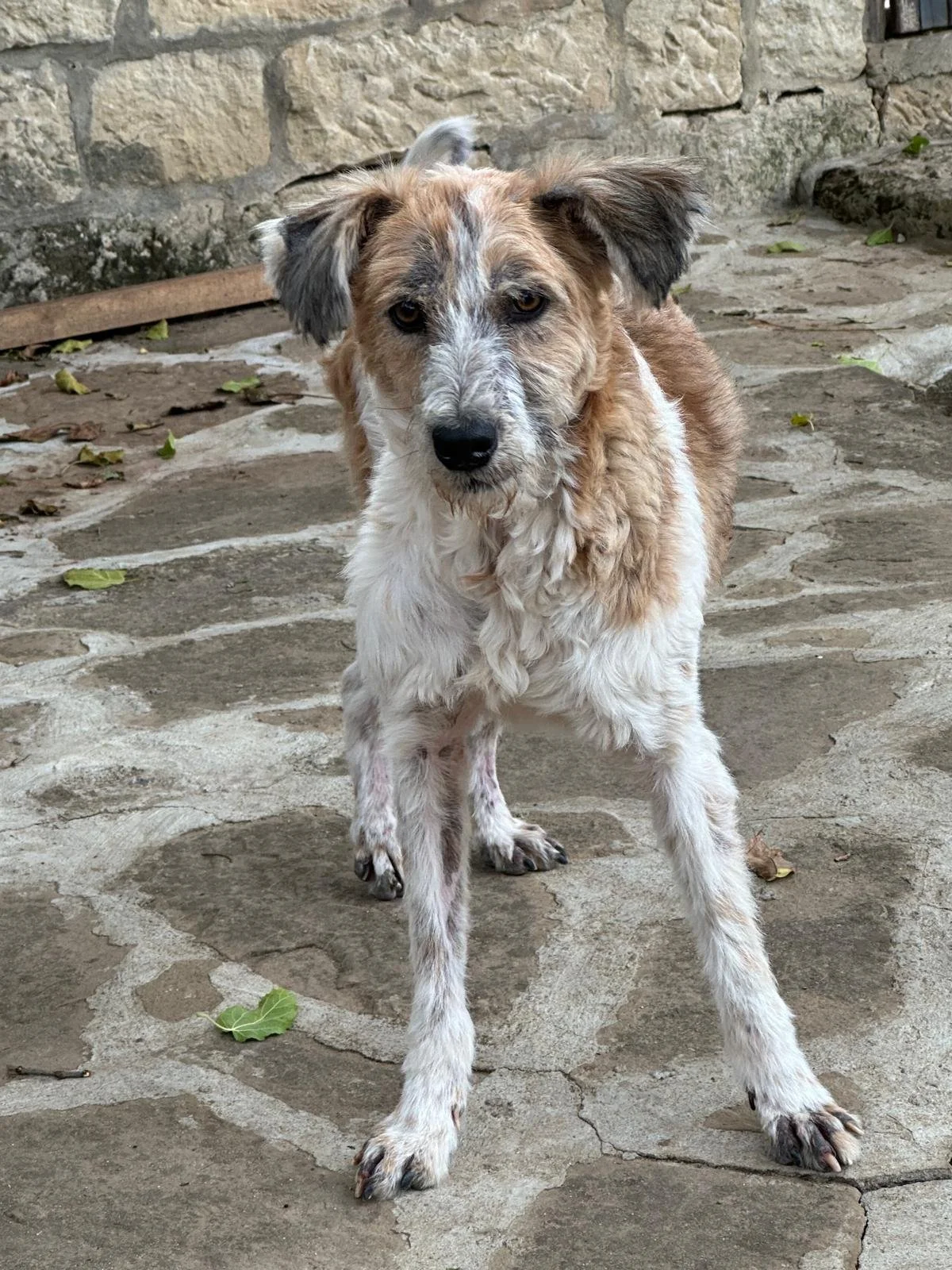 Bingo-Adopt-a-rescue-dog-uk