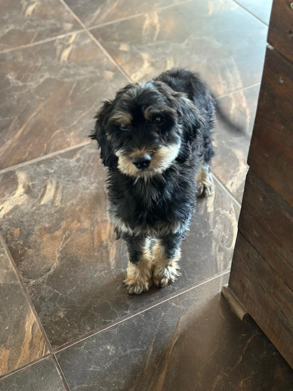 Cocker poo young rescue dog available for adoption Summer family-friendly rescue dog Summer swimming in foster family's pool Summer with children in foster home Summer dog friendly rescue dog Summer cat friendly rescue dog