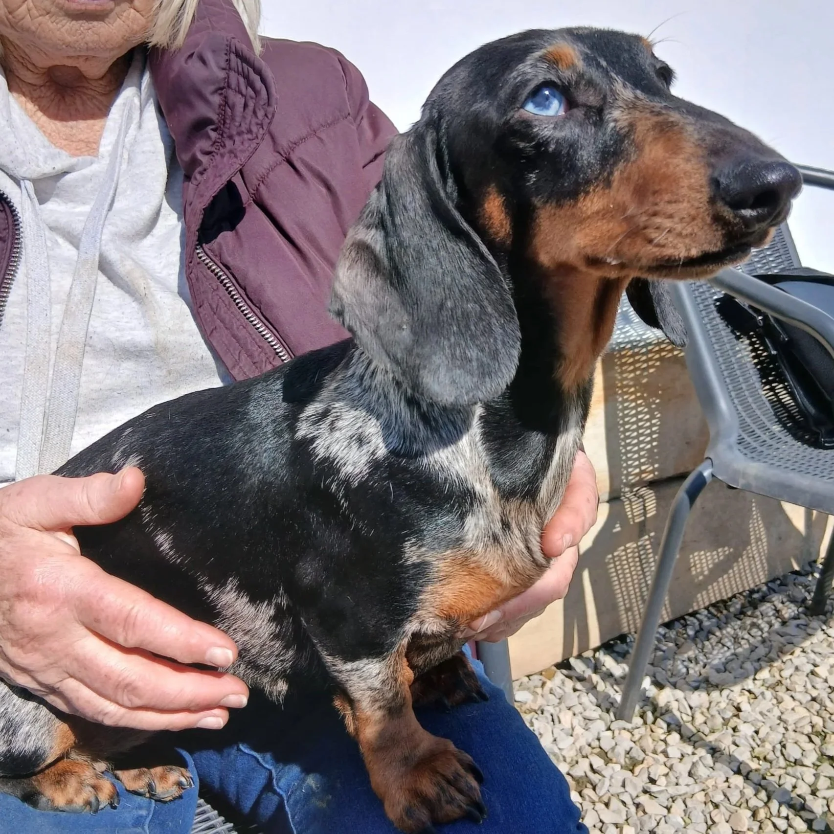 Dapple-merle - mini dachshund
