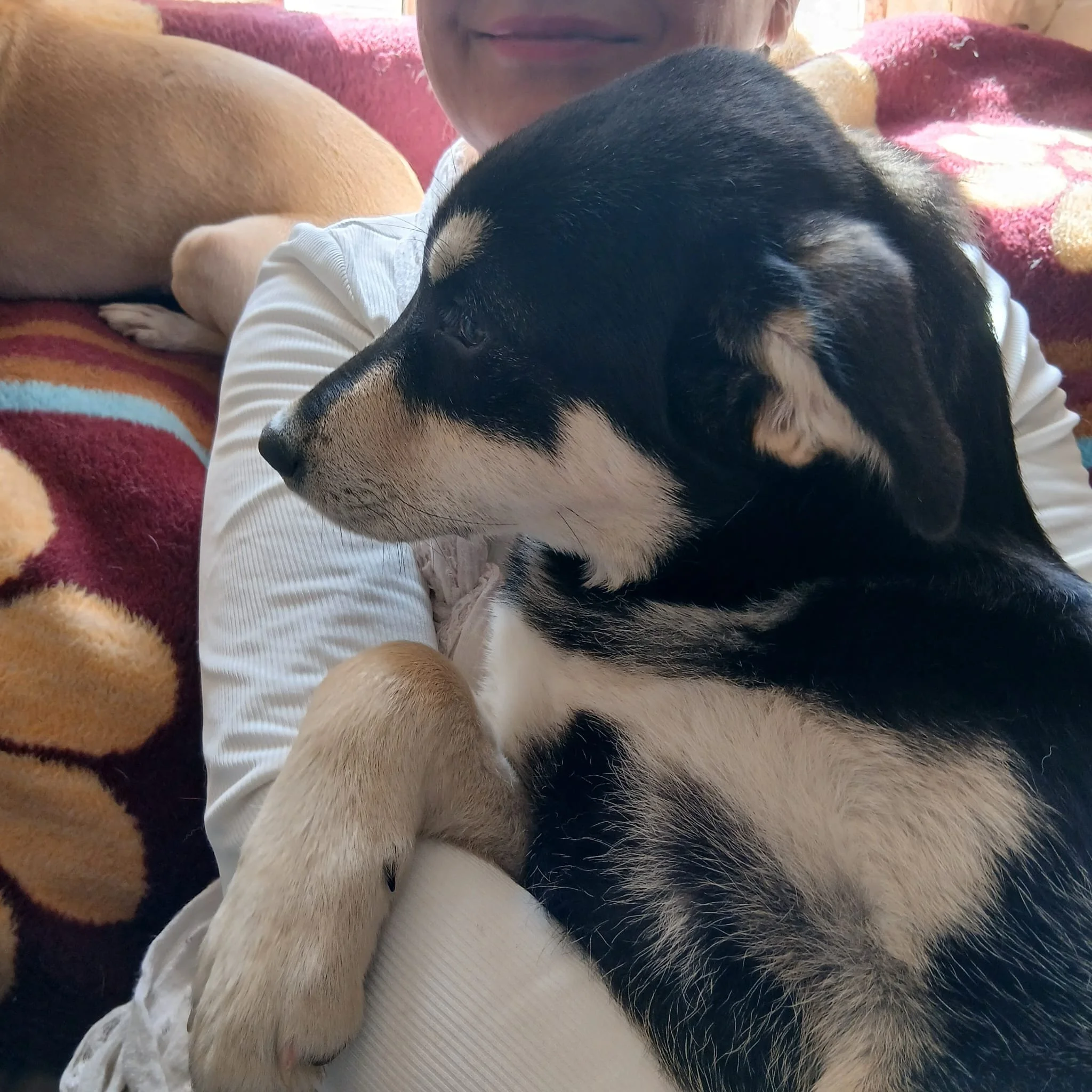 adopt-a-dog-bulgaria