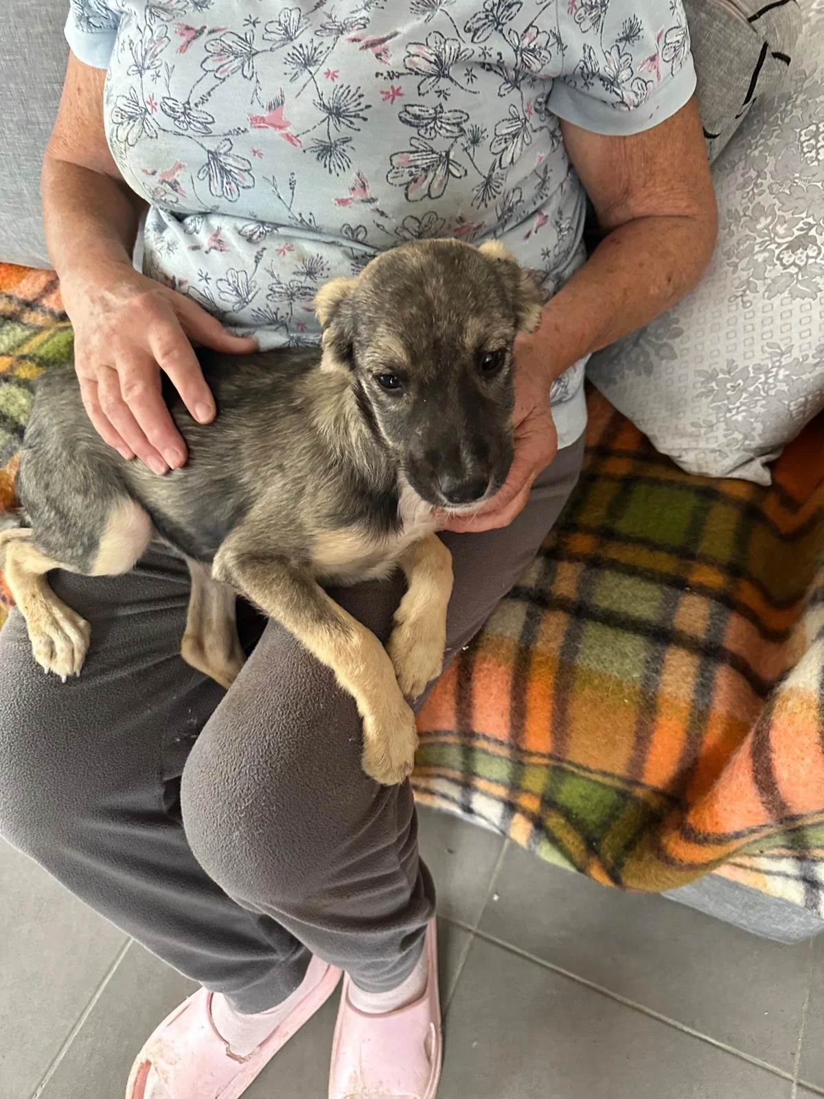 rescue-pup-uk-adopt