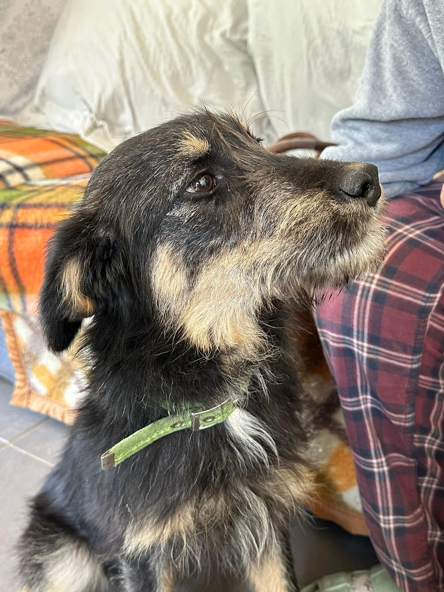 friendly rescue dog Cooper ready for UK adoption